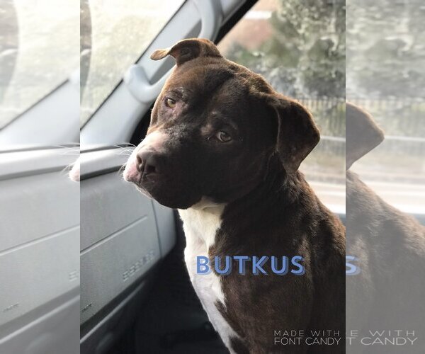 Medium Photo #2 Bulldog-Unknown Mix Puppy For Sale in Jackson, MS, USA