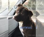 Small #1 Bulldog Mix