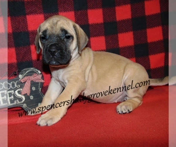 Medium Photo #3 Mastiff Puppy For Sale in CABOOL, MO, USA