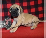 Small #2 Mastiff