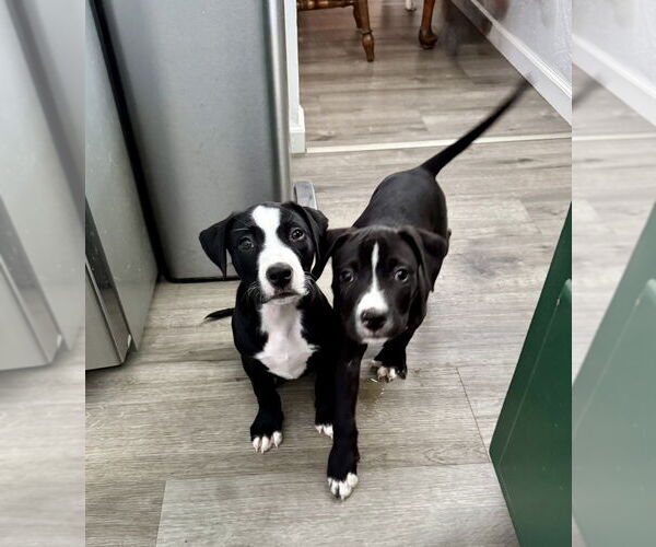 Medium Photo #3 Mutt Puppy For Sale in Springdale, PA, USA