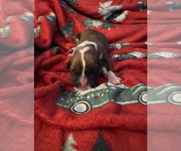 Medium Photo #5 Boxer Puppy For Sale in CHESTERFIELD, VA, USA
