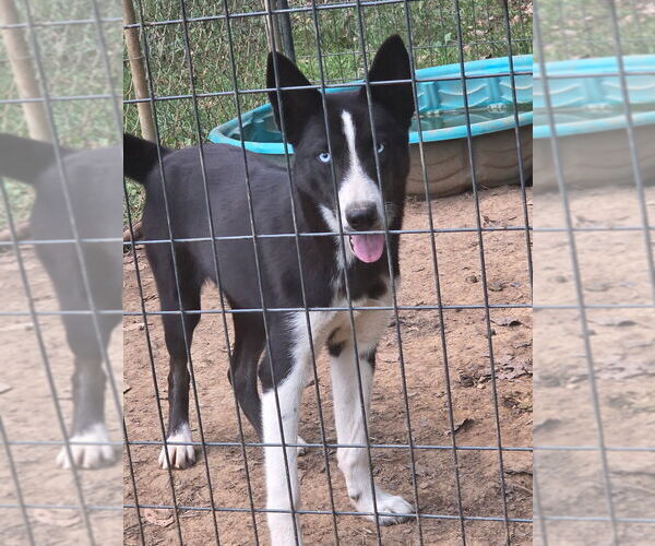 Medium Photo #1 Siberian Husky Puppy For Sale in SCOTTSBORO, AL, USA