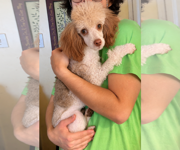 Medium Photo #2 Poodle (Miniature) Puppy For Sale in Pacolet, SC, USA