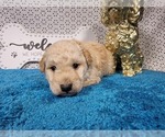 Small Photo #18 Goldendoodle mix (+ Poodle Toy) Puppy For Sale in BLACK FOREST, CO, USA