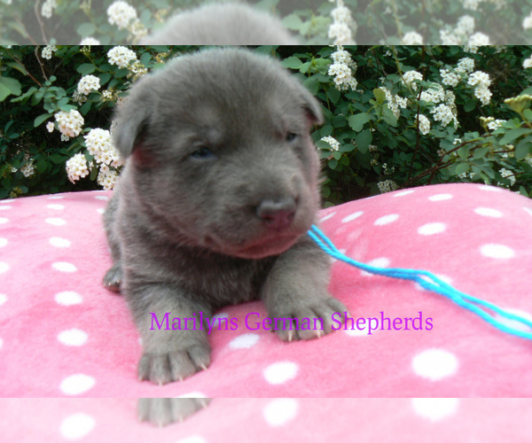 Medium Photo #5 German Shepherd Dog Puppy For Sale in PIEDMONT, MO, USA