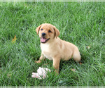 Small #4 Labrador Retriever
