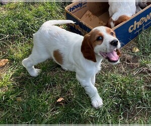 Irish Red and White Setter Puppy for sale in ESCALON, CA, USA