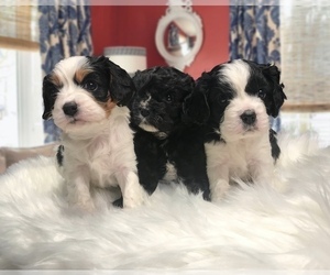 Cavalier King Charles Spaniel-Cavapoo Mix Puppy for Sale in NINE MILE FALLS, Washington USA