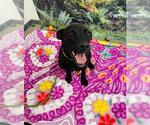Small Labrador Retriever Mix