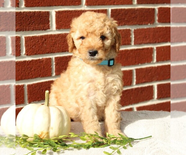Medium Photo #1 Labradoodle-Poodle (Miniature) Mix Puppy For Sale in GORDONVILLE, PA, USA