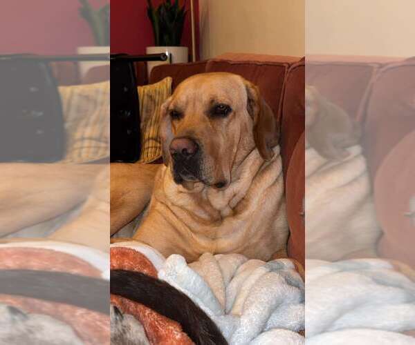 Medium Photo #1 Labrador Retriever Puppy For Sale in SAINT JOHNS, MI, USA