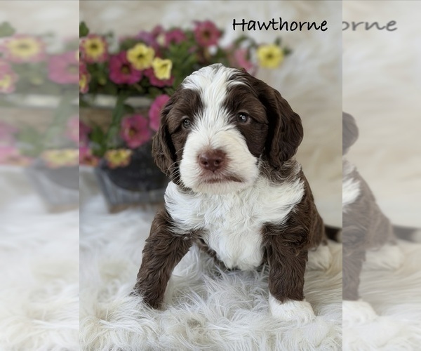 Medium Photo #6 Australian Labradoodle Puppy For Sale in WASH, NC, USA