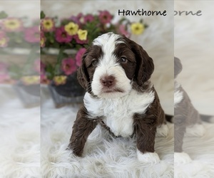Medium Australian Labradoodle
