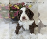 Puppy 5 Australian Labradoodle