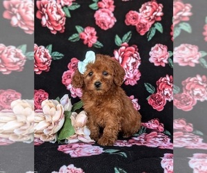 Poovanese Puppy for sale in KIRKWOOD, PA, USA