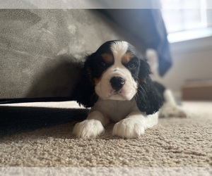 Cavalier King Charles Spaniel Puppy for Sale in SENECA, South Carolina USA