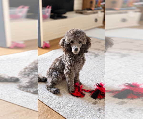 Medium Photo #1 Poodle (Toy) Puppy For Sale in VIRGINIA BEACH, VA, USA
