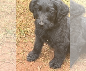 Labradoodle Puppy for sale in PELZER, SC, USA