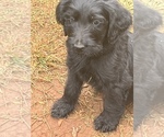 Small Photo #1 Labradoodle Puppy For Sale in PELZER, SC, USA