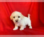 Small Photo #2 Pom-A-Poo-Pooranian Mix Puppy For Sale in SAN FRANCISCO, CA, USA