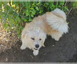 Small Photo #3 Mutt Puppy For Sale in Ventura, CA, USA