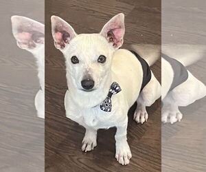 Chihuahua-Unknown Mix Dogs for adoption in Omaha, NE, USA