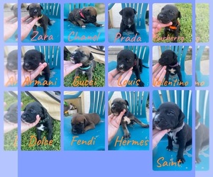 Cane Corso Puppy for sale in FORT ATKINSON, WI, USA