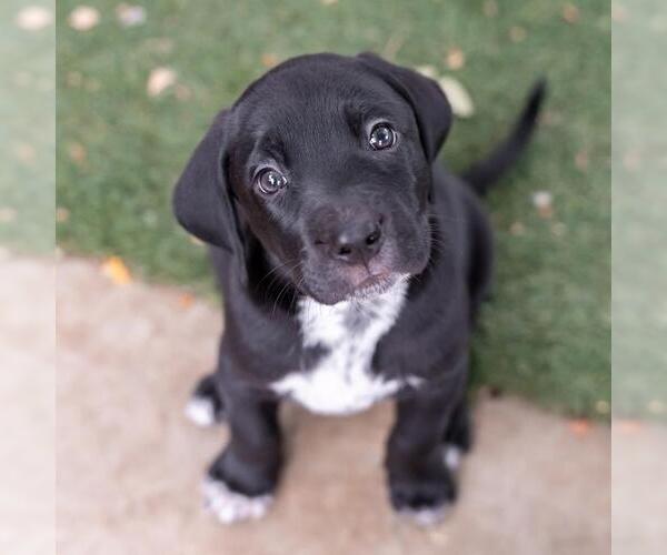 Medium Photo #4 Dalmatian-Labrador Retriever Mix Puppy For Sale in San Diego, CA, USA