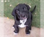 Small #3 Dalmatian-Labrador Retriever Mix