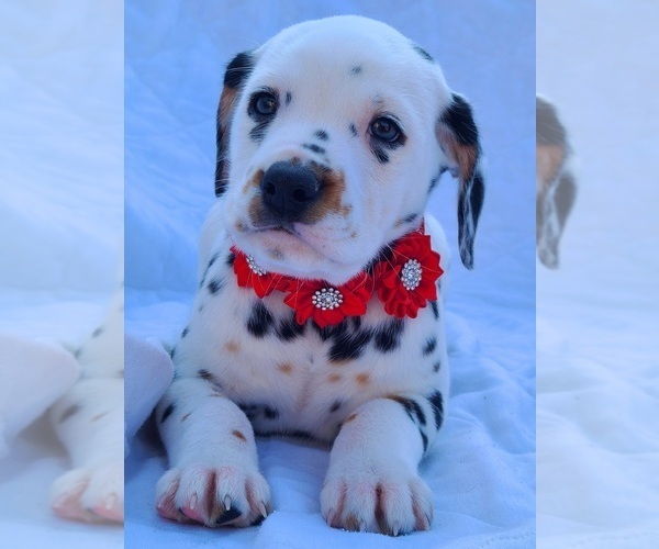 Medium Photo #4 Dalmatian Puppy For Sale in CAPE MAY COURT HOUSE, NJ, USA