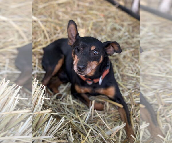 Medium Photo #2 Miniature Pinscher Puppy For Sale in Chico, CA, USA