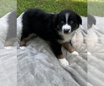 Puppy Boy 5 Australian Shepherd