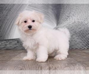 Maltese Puppy for sale in WESTPOINT, IN, USA