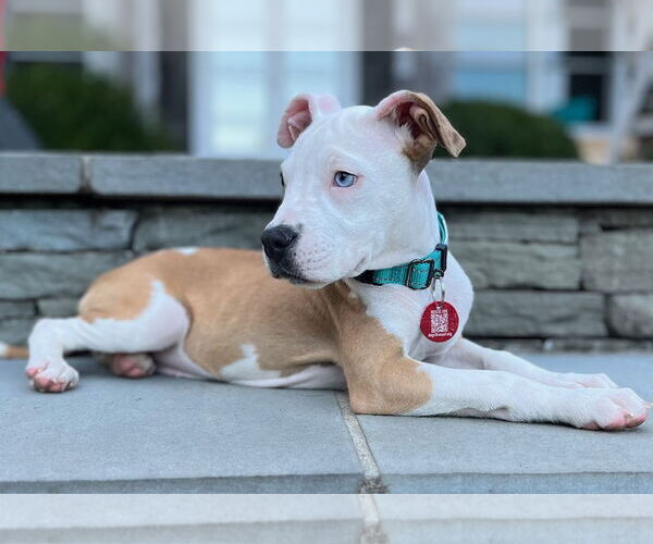 Medium Photo #9 American Pit Bull Terrier-Unknown Mix Puppy For Sale in Wakefield, RI, USA