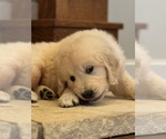 Small #12 English Cream Golden Retriever