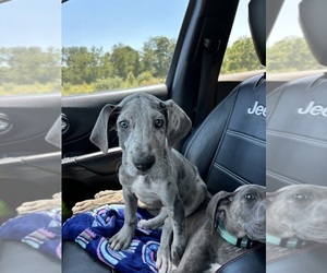 Great Dane Puppy for sale in NEWCOMERSTOWN, OH, USA