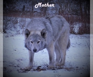 Mother of the Wolf Hybrid puppies born on 10/10/2021