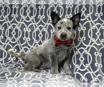 Small #1 Australian Cattle Dog