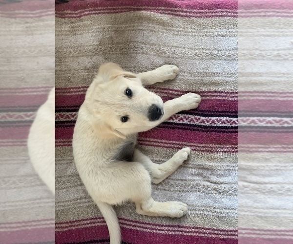 Medium Photo #2 Goberian Puppy For Sale in RIVERSIDE, CA, USA