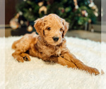 Puppy 3 Goldendoodle-Poodle (Miniature) Mix