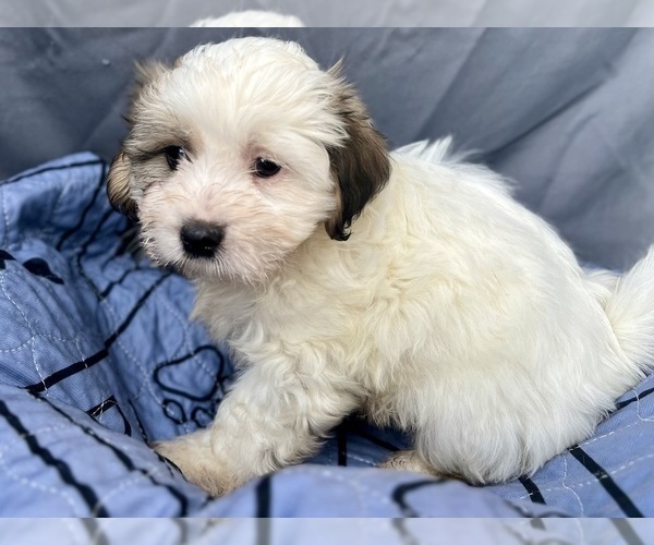 Medium Photo #4 Zuchon Puppy For Sale in RENO, NV, USA