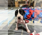 Small #1 Great Dane