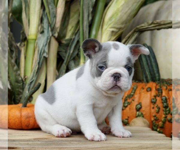 Medium Photo #3 French Bulldog Puppy For Sale in SULLIVAN, OH, USA