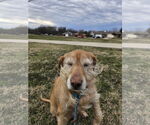 Small #7 Golden Retriever Mix