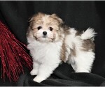 Small Photo #5 Maltipom Puppy For Sale in ROCK VALLEY, IA, USA