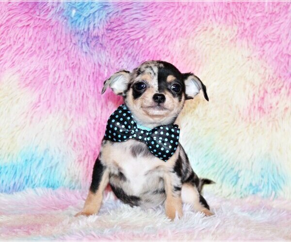 Medium Photo #37 Chihuahua Puppy For Sale in CHARLESTON, AR, USA