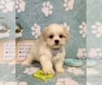 Small #3 Mal-Shi