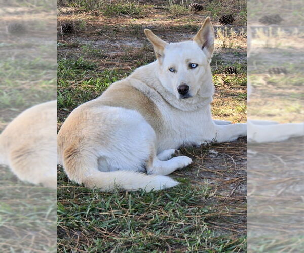 Medium Photo #4 Siberian Husky-Unknown Mix Puppy For Sale in Severn, MD, USA