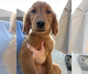 Golden Retriever Puppy for sale in MORENO VALLEY, CA, USA